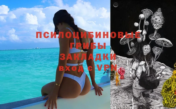 стаф Алзамай